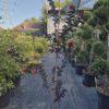 Lagerstroemia black diamond red hot - indijski jorgovan
