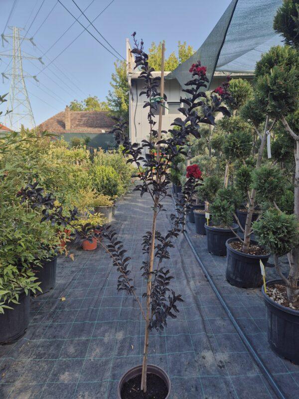 Lagerstroemia black diamond red hot - indijski jorgovan