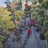 Lagerstroemia black diamond red hot - indijski jorgovan