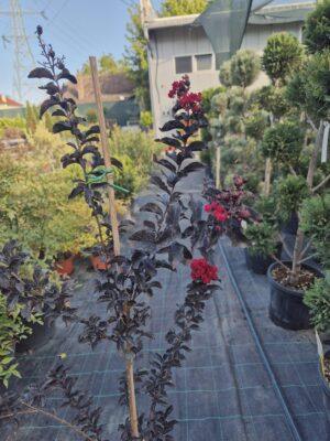 Lagerstroemia black diamond red hot - indijski jorgovan
