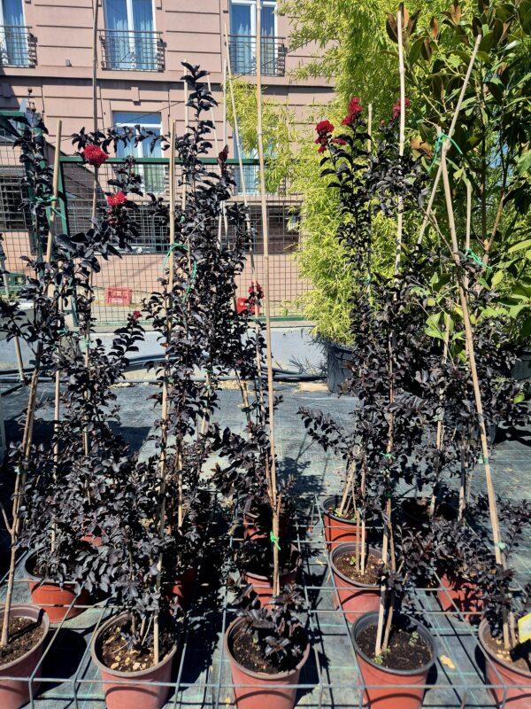 Lagerstroemia black diamond red hot - indijski jorgovan
