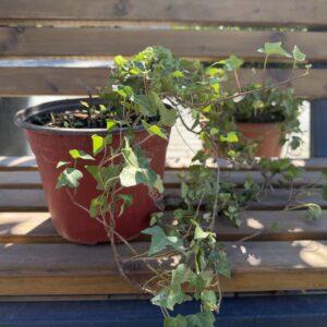 Hedera sp. - bršljan