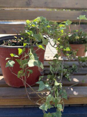 Hedera sp. - bršljan Hedera sp. - bršljan