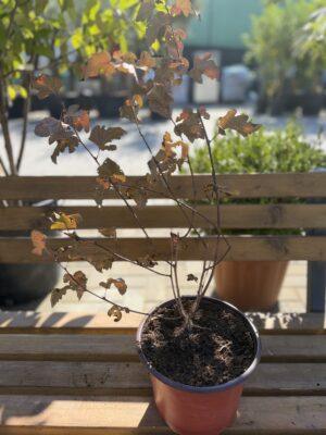 Physocarpus opulifolius ‘Diabolo’