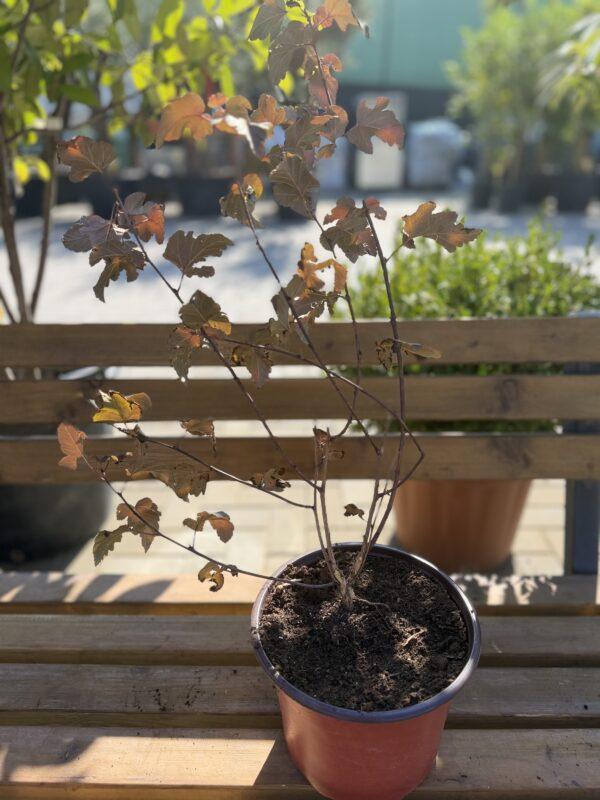 Physocarpus opulifolius ‘Diabolo’