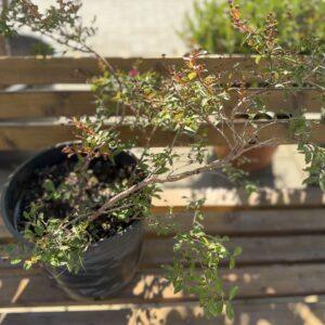 Lagerstroemia indica - lagerstremija
