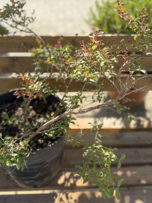 Lagerstroemia indica - lagerstremija