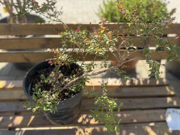 Lagerstroemia indica - lagerstremija