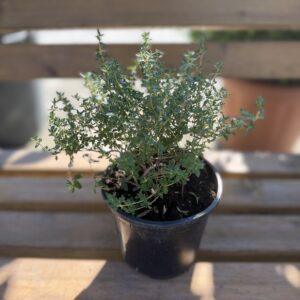 Thymus sp. - timijan