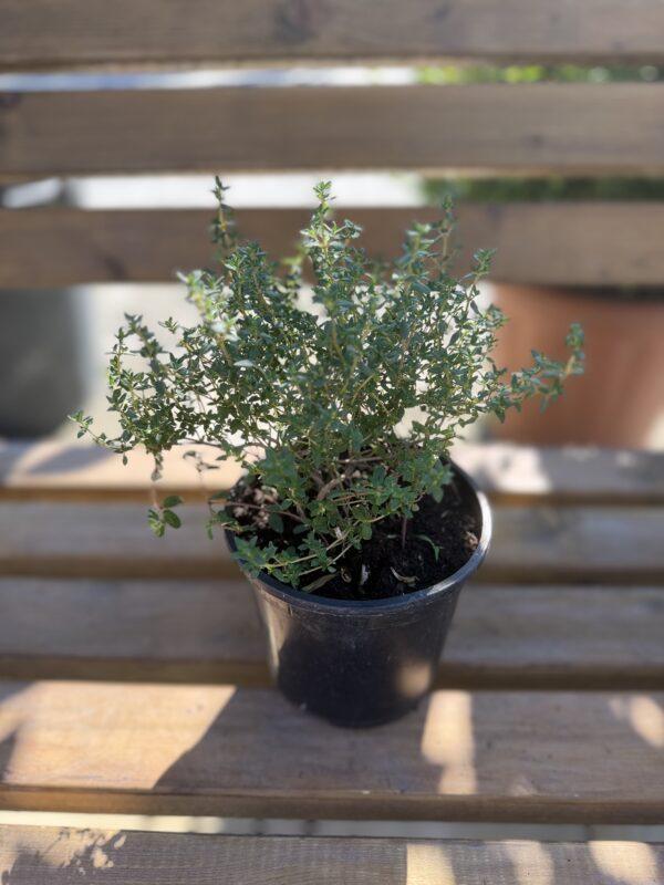 Thymus sp. - timijan