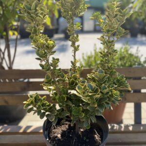 Euonymus sp. - evonimus h=45-50 cm