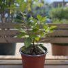 Prunus laurocerasus Novita - lovor višnja