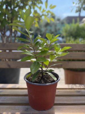 Prunus laurocerasus Novita - lovor višnja