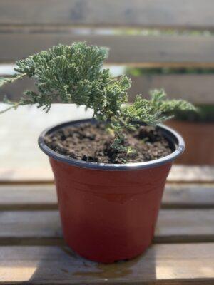 Juniperus horizontalis ‘Blue Chip’ Juniperus horizontalis ‘Blue Chip’