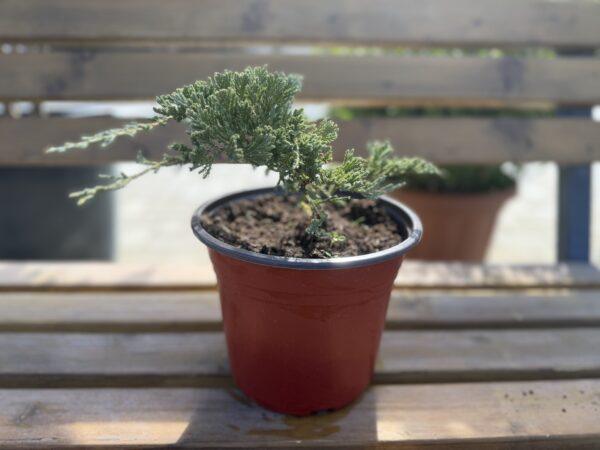 Juniperus horizontalis ‘Blue Chip’