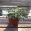 Juniperus repanda - puzava kleka