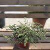 Juniperus repanda - puzava kleka