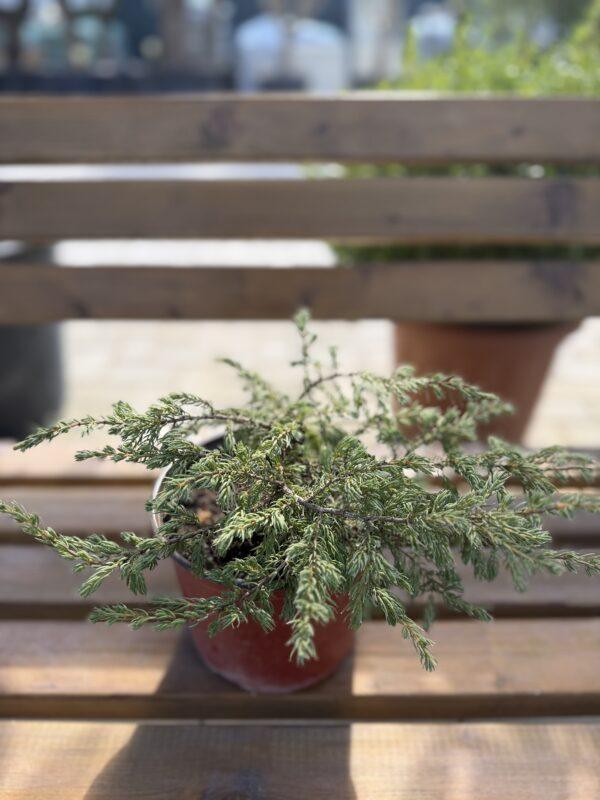 Juniperus repanda - puzava kleka