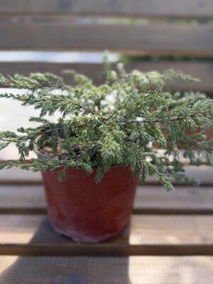 Juniperus repanda - puzava kleka Juniperus repanda - puzava kleka