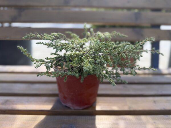 Juniperus repanda - puzava kleka