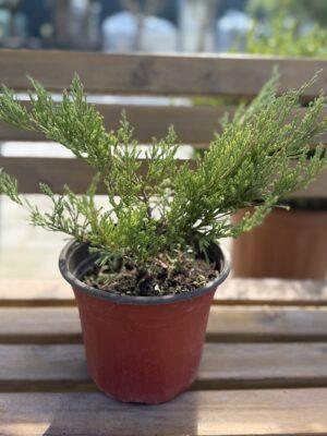 Juniperus horizontalis ‘Andorra Compacta’ - puzava kleka Juniperus horizontalis ‘Andorra Compacta’ - puzava kleka
