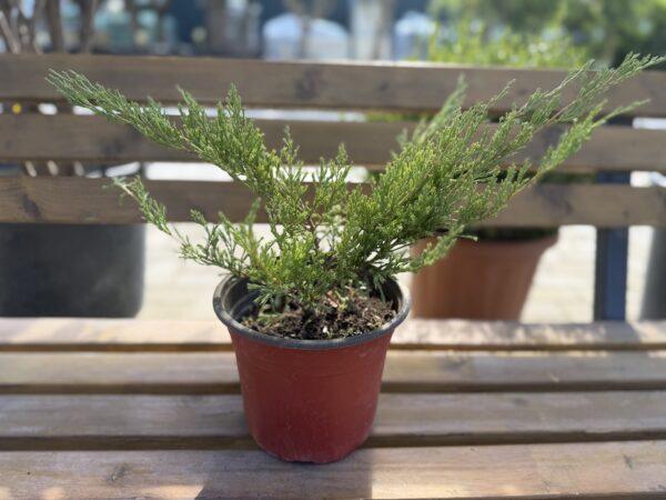 Juniperus horizontalis ‘Andorra Compacta’ - puzava kleka