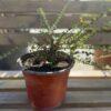Cotoneaster horizontalis - polegli kotoneaster