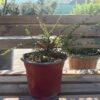 Cotoneaster horizontalis - polegli kotoneaster