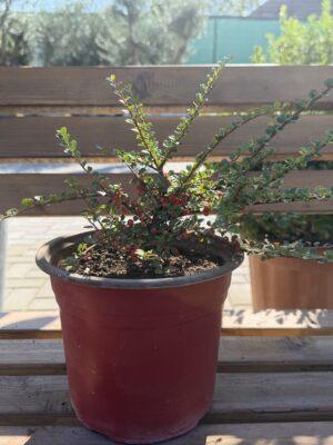 Cotoneaster horizontalis - polegli kotoneaster Cotoneaster horizontalis - polegli kotoneaster