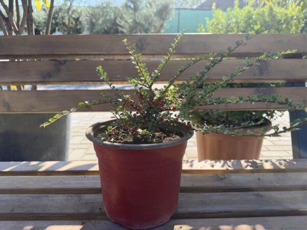 Cotoneaster horizontalis - polegli kotoneaster