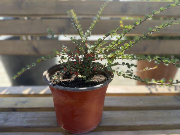 Cotoneaster horizontalis - polegli kotoneaster