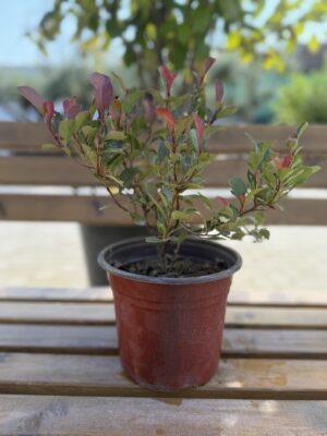 Photinia fraseri ‘Little Fenna’ - fotinija Photinia fraseri ‘Little Fenna’ - fotinija