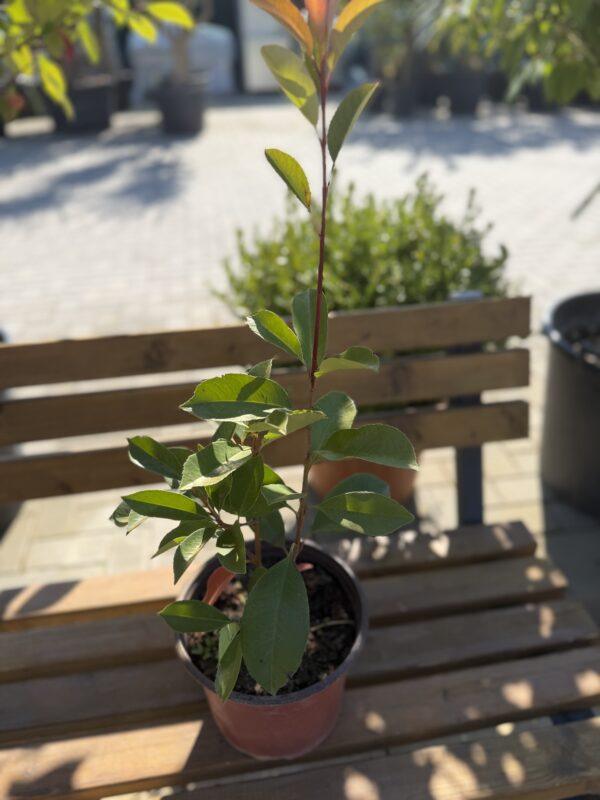 Photinia fraseri ‘Red Robin’ - fotinija