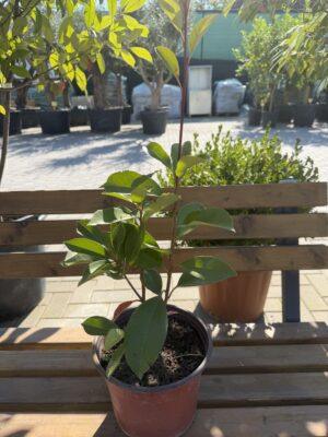 Photinia fraseri ‘Red Robin’ - fotinija