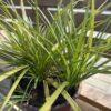 Liriope sp. - liriope