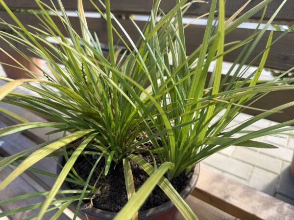 Liriope sp. - liriope