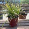 Liriope sp. - liriope