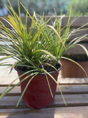 Liriope sp. - liriope Liriope sp. - liriope