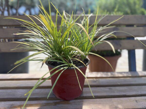 Liriope sp. - liriope