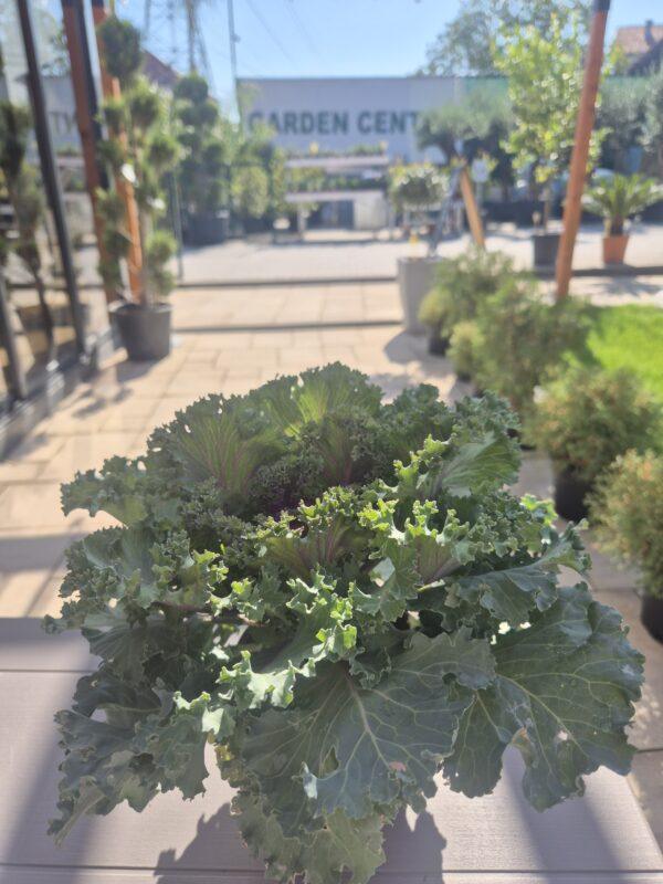 Brassica - ukrasni kupus