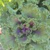 Brassica - ukrasni kupus