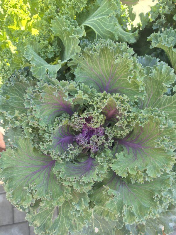 Brassica - ukrasni kupus
