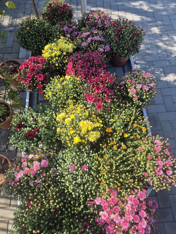 Chrysanthemum - hrizantema / jesenja ruža Chrysanthemum - hrizantema / jesenja ruža