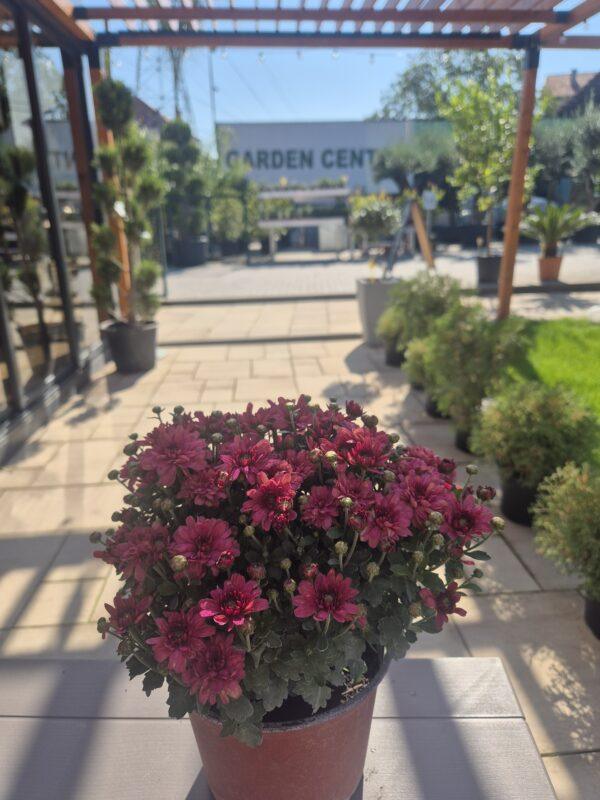 Chrysanthemum - hrizantema / jesenja ruža Chrysanthemum - hrizantema / jesenja ruža